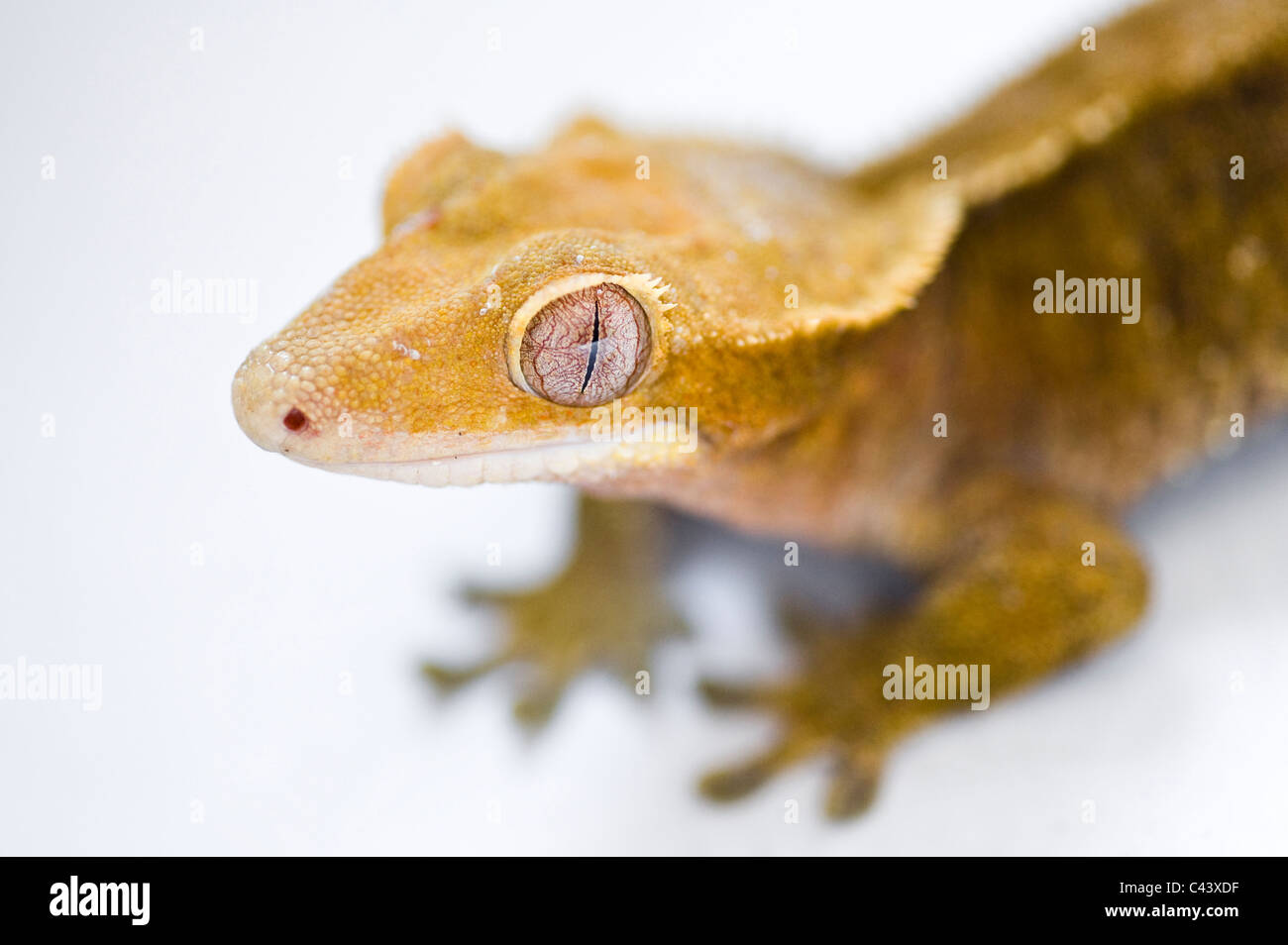 Un ritratto di un nuovo Caledonian Crested Gecko (Rhacodactylus ciliatus). Isolato su bianco. Foto Stock