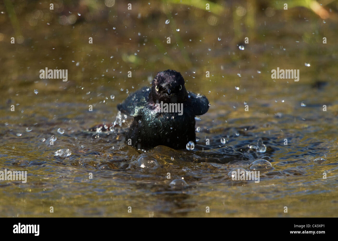 Brewer's blackbird facendo il bagno. Foto Stock