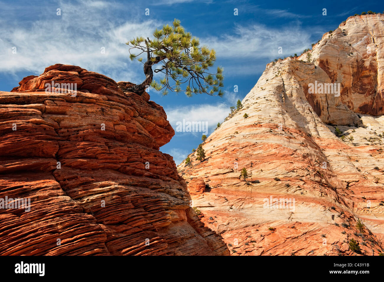 Bonsai come pinyon pino è aggrappato alla vita tra i Navajo di arenaria in Utah's Zion National Park. Foto Stock