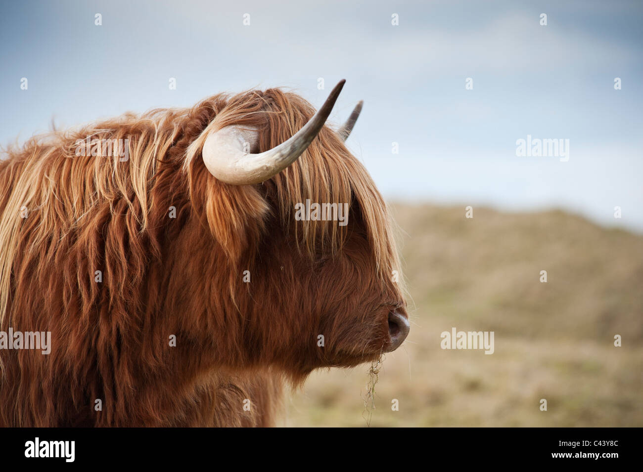Scottish highland mucca, Ebridi Esterne, Scozia Foto Stock