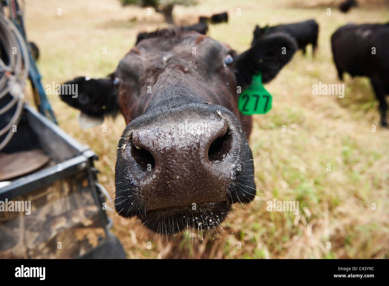 Bastoncini di vacca naso verso la telecamera Foto Stock