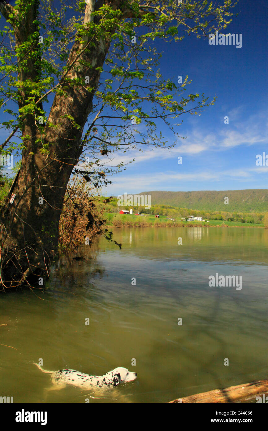 Nuoto cane, Shenandoah River, Bentonville, Virginia, Stati Uniti d'America Foto Stock