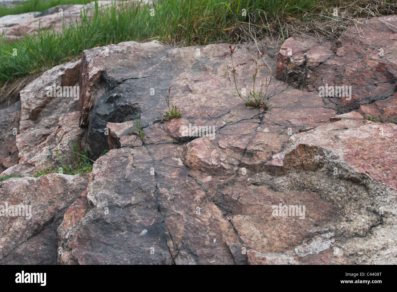 La roccia di granito verde con piante che crescono nelle crepe Foto Stock