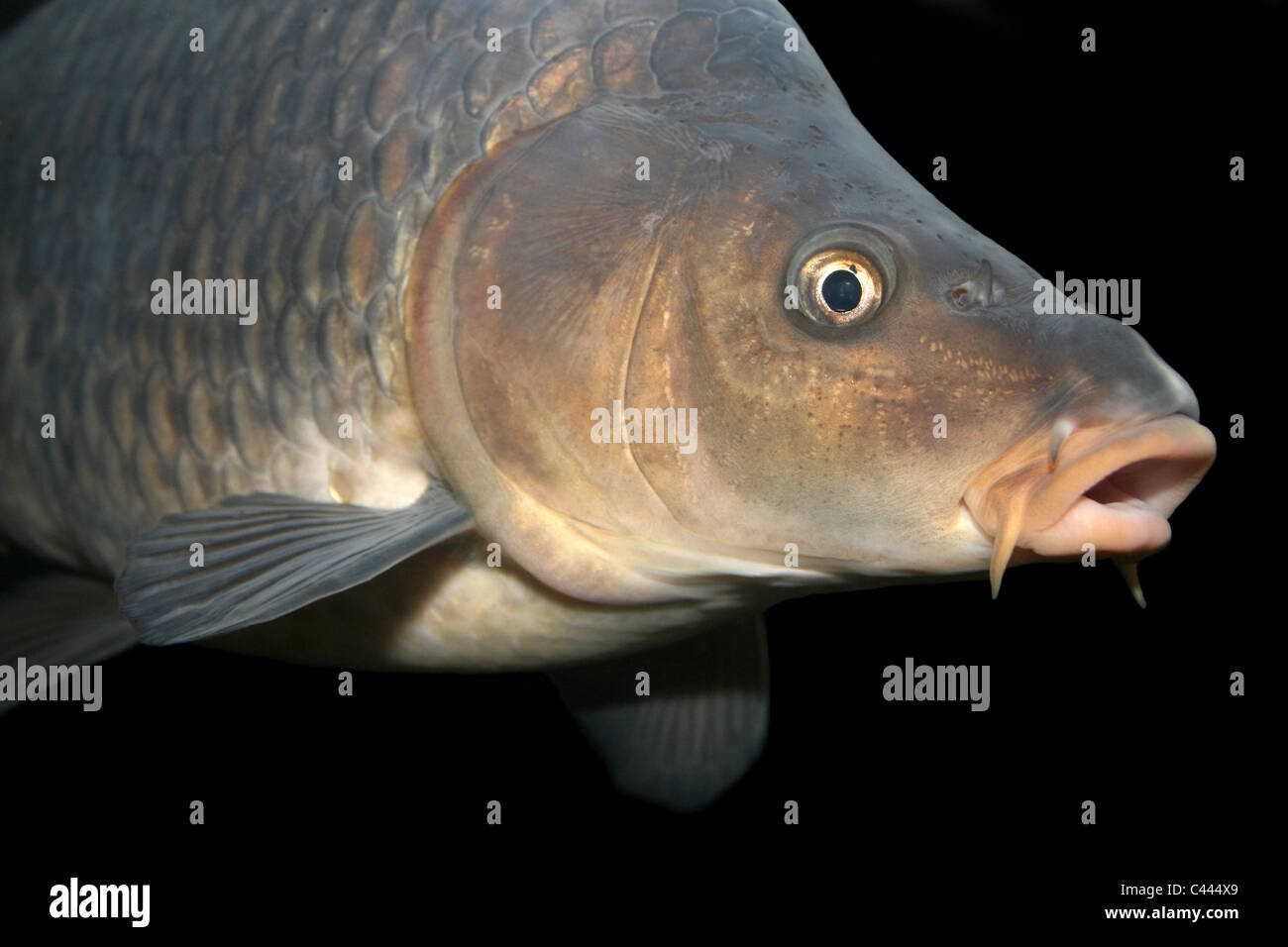 La carpa comune Cyprinus carpio Foto Stock