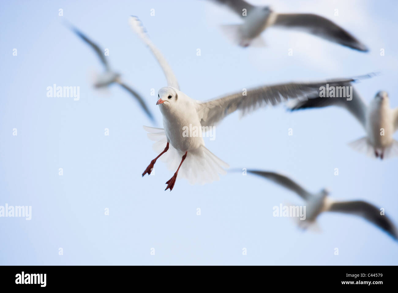 Gabbiani volare nel cielo Foto Stock