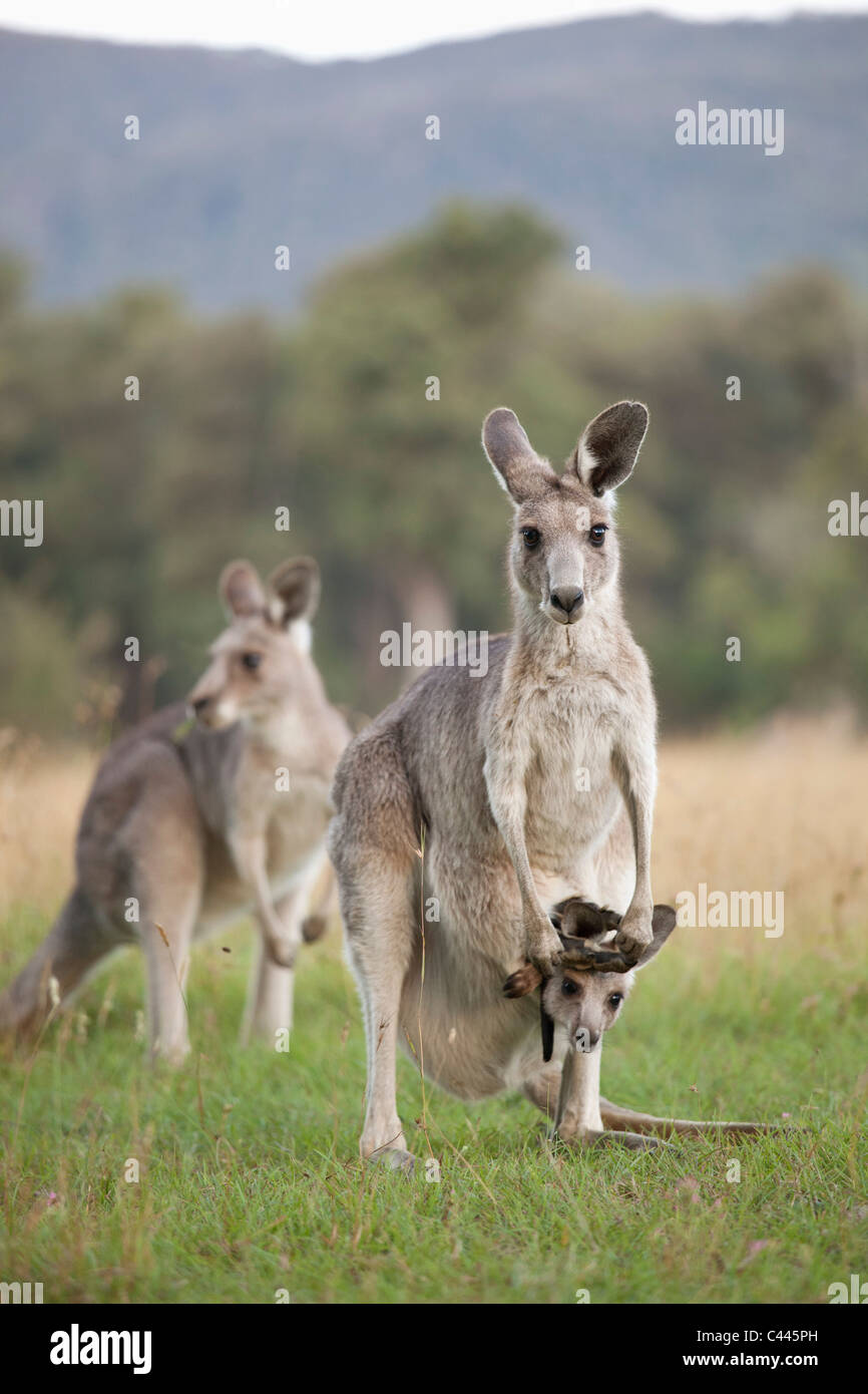 Tre i canguri in un campo Foto Stock
