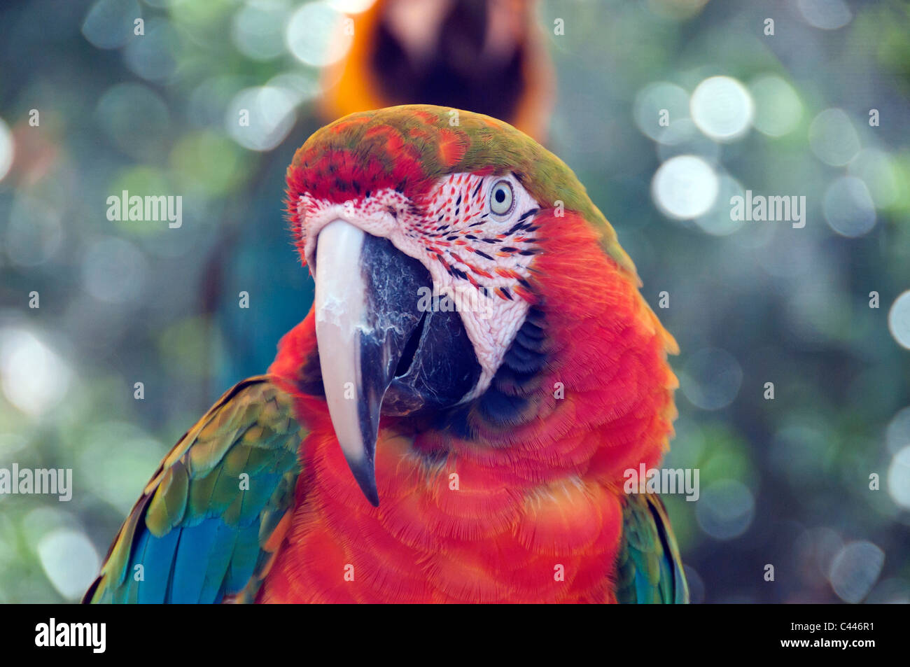 Scarlet Macaw, Parrot, animali, uccelli, ritratto, testa, rosso Foto Stock