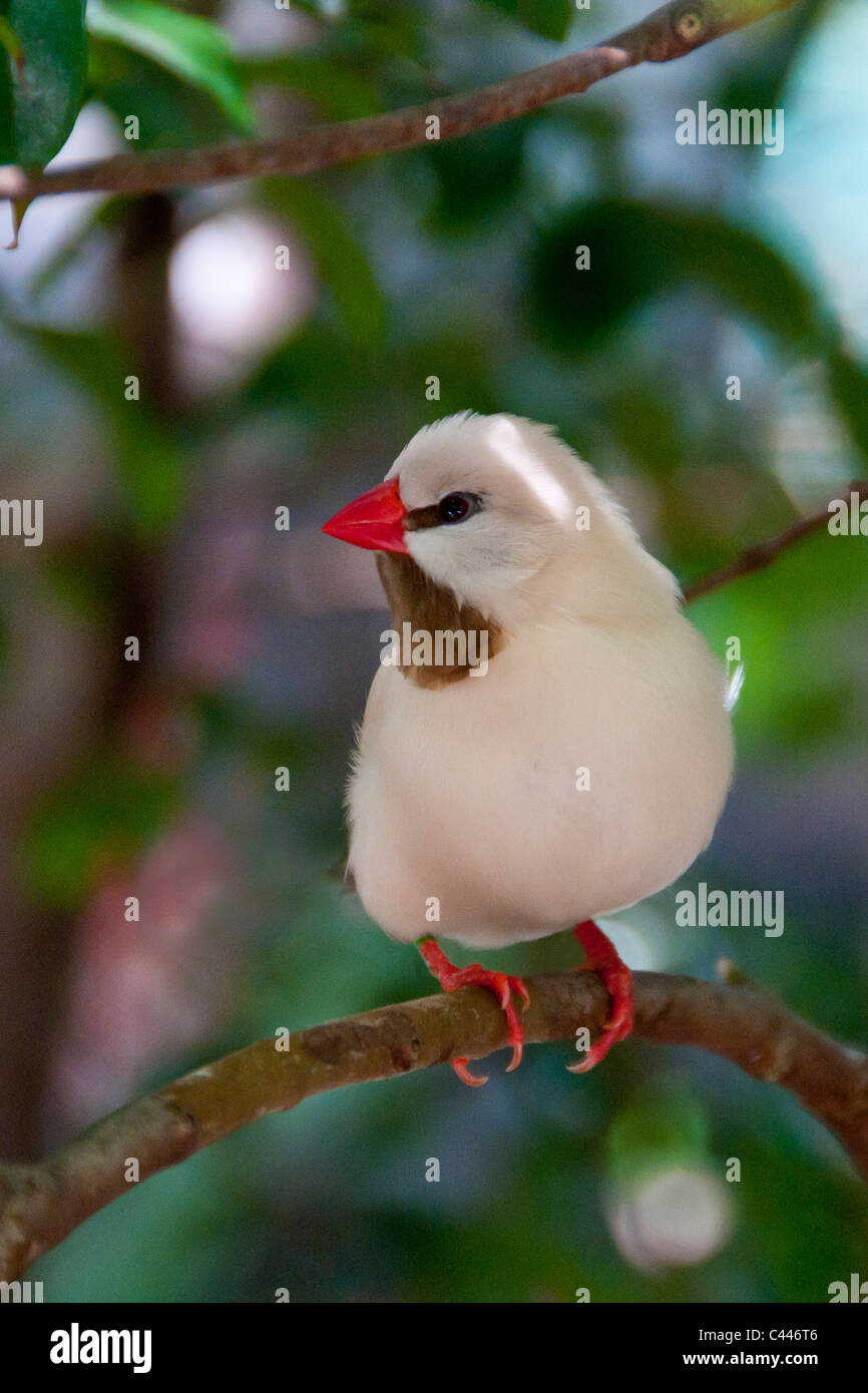 White finch, bird, bianco, seduta, ritratto, ramo, Florida, Stati Uniti d'America, America del Nord Foto Stock