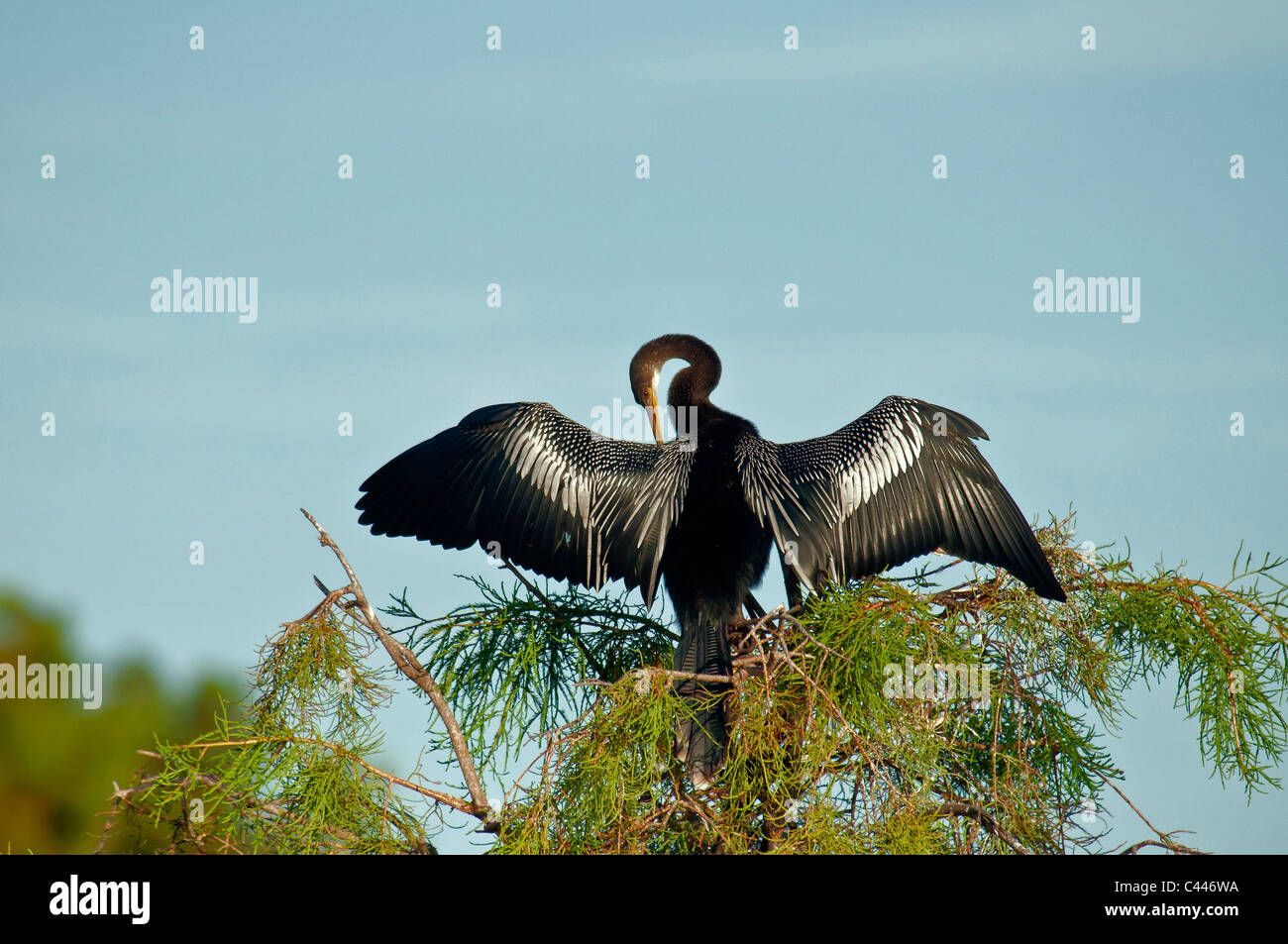 Anhinga anhinga, Wakodahatchee zone umide, Florida, darter, bird, ali, aprire la seduta, albero, Stati Uniti d'America, Nord America, animale Foto Stock