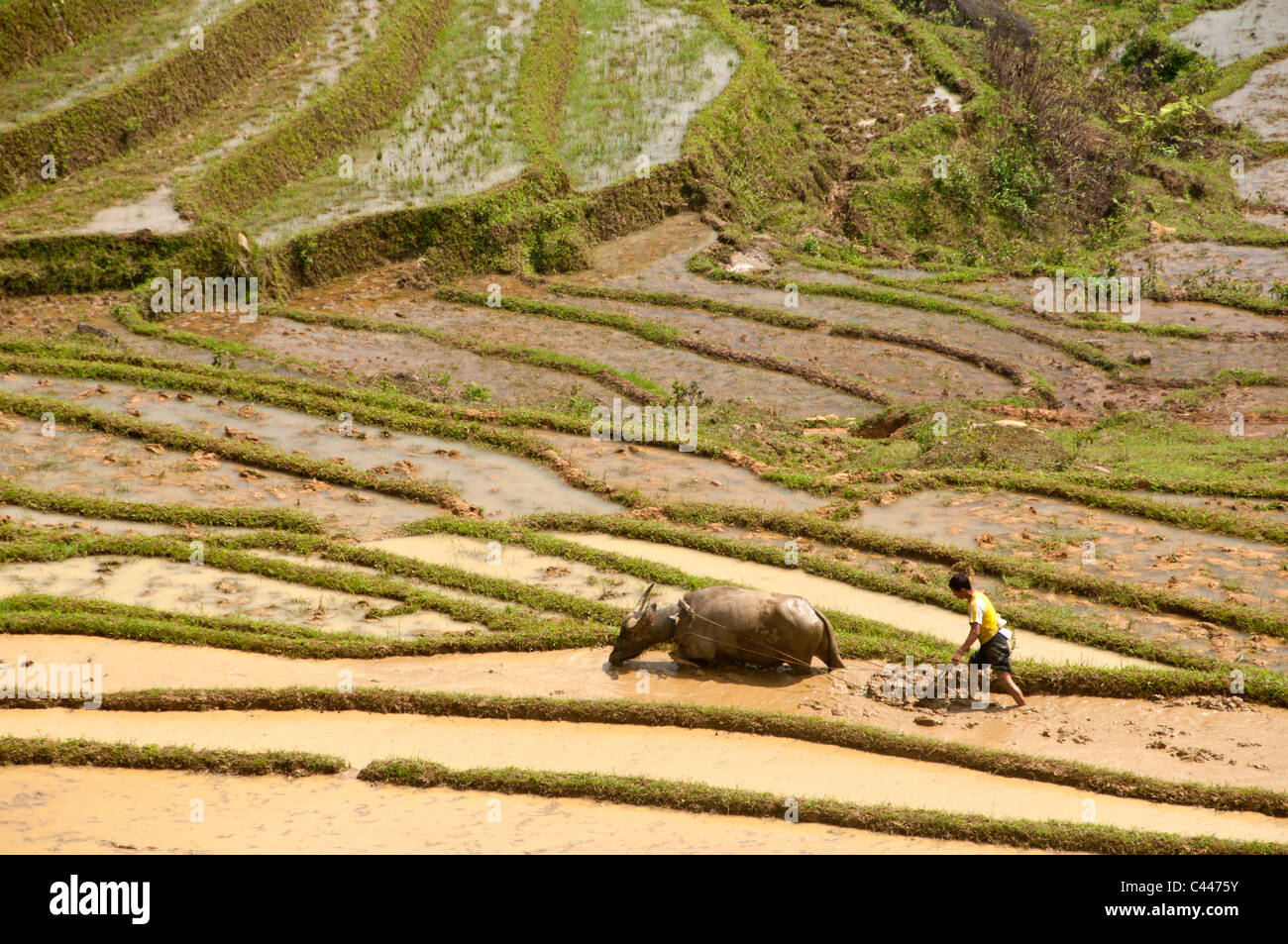 Campo di riso, terrazzamenti, Sapa, nel Vietnam del Nord, Vietnam, Asia, riso, agricoltura, agricoltore, riso, piante, agricoltura, bestiame bovino Foto Stock