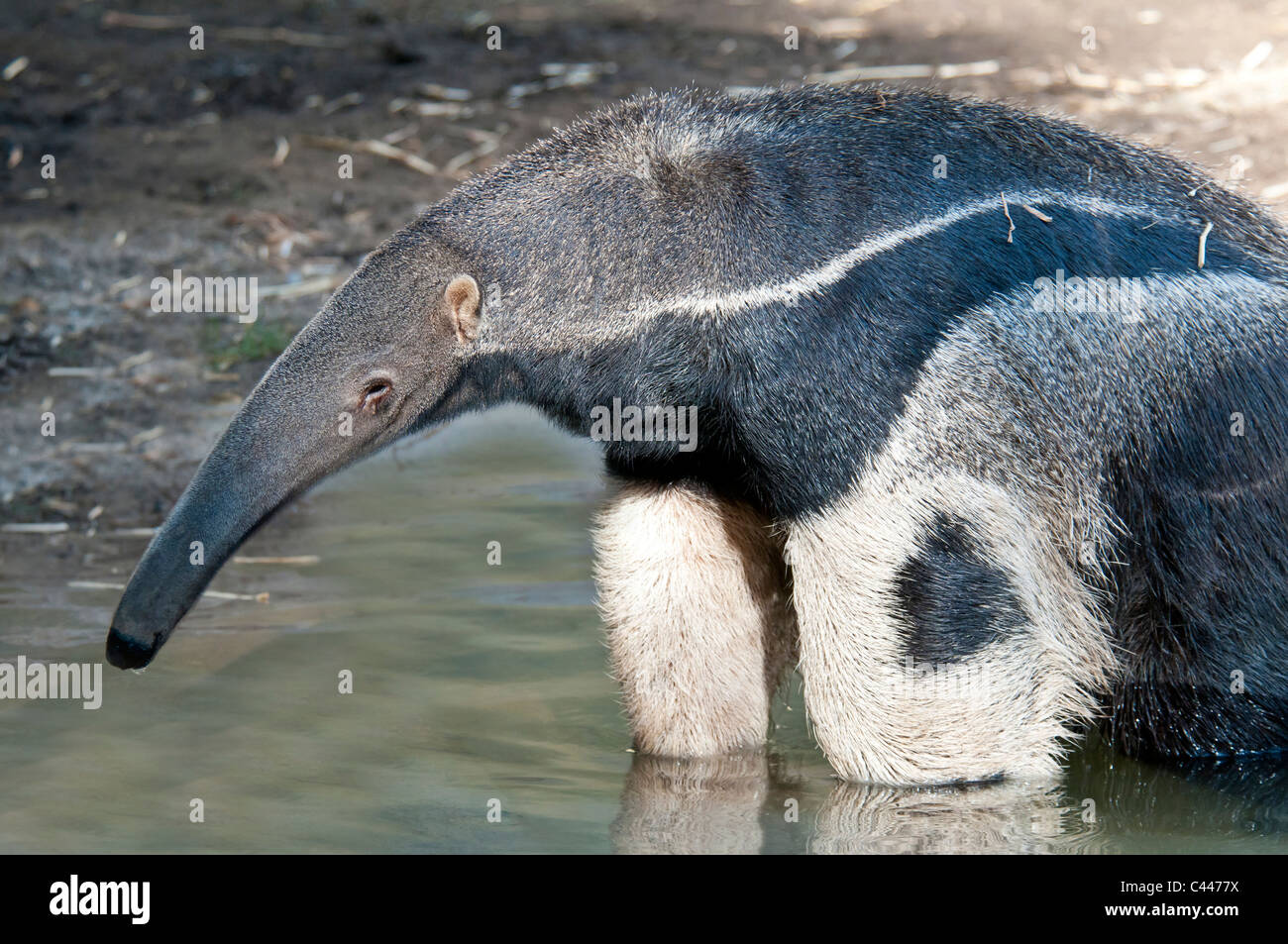 Anteater gigante, anteater, seduto, acqua, ritratto, animale Foto Stock