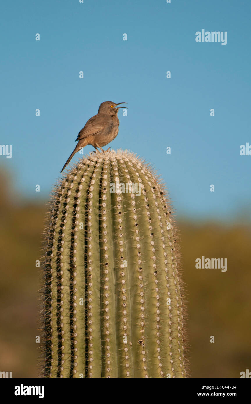 Cactus wren, bird, animale, ritratto, cantando, seduti, cactus, cactus Saguaro, organo a canne Cactus monumento nazionale, Arizona, Mar Foto Stock
