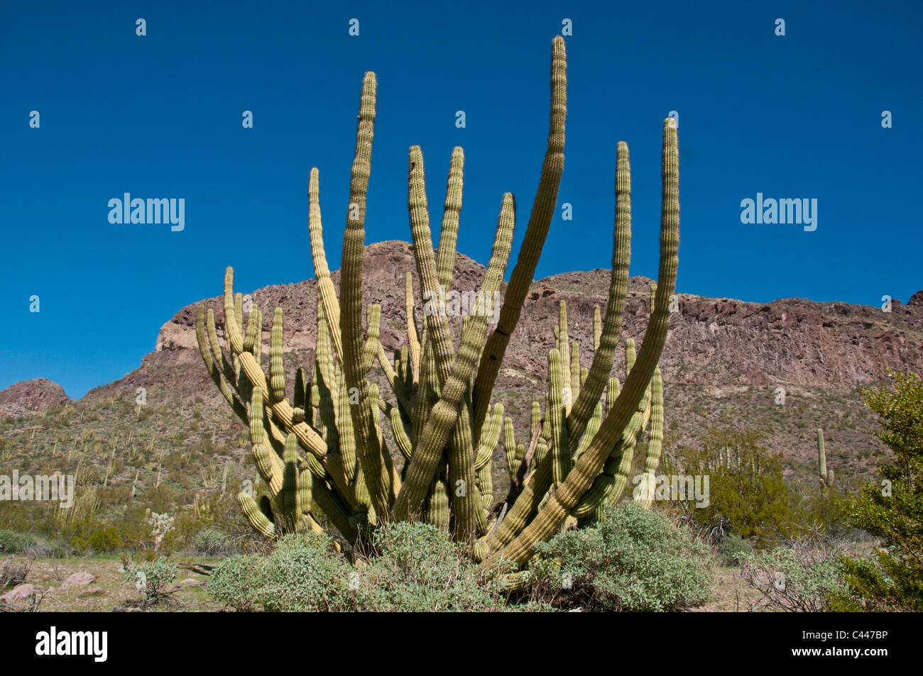 Organo a canne Cactus monumento nazionale, Arizona, marzo, cactus, National Park, Stati Uniti d'America, America, America del Nord, il paesaggio Foto Stock