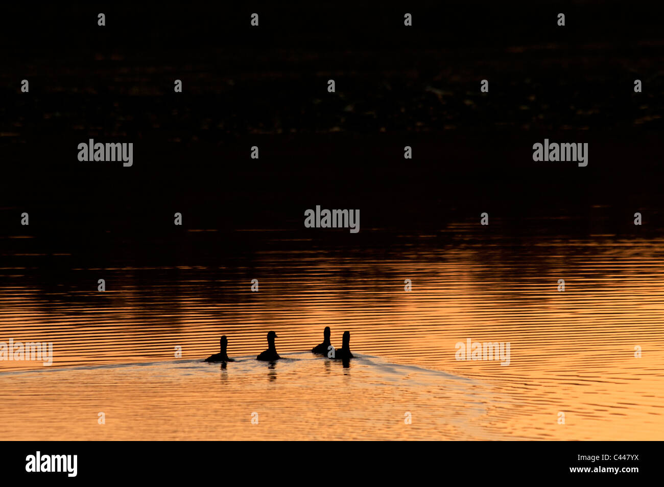 Comune di gallinelle d'acqua, Florida, Stati Uniti d'America, Nord America, gallinelle d'acqua, lago, animali, uccelli, crepuscolo, America, nuoto Foto Stock