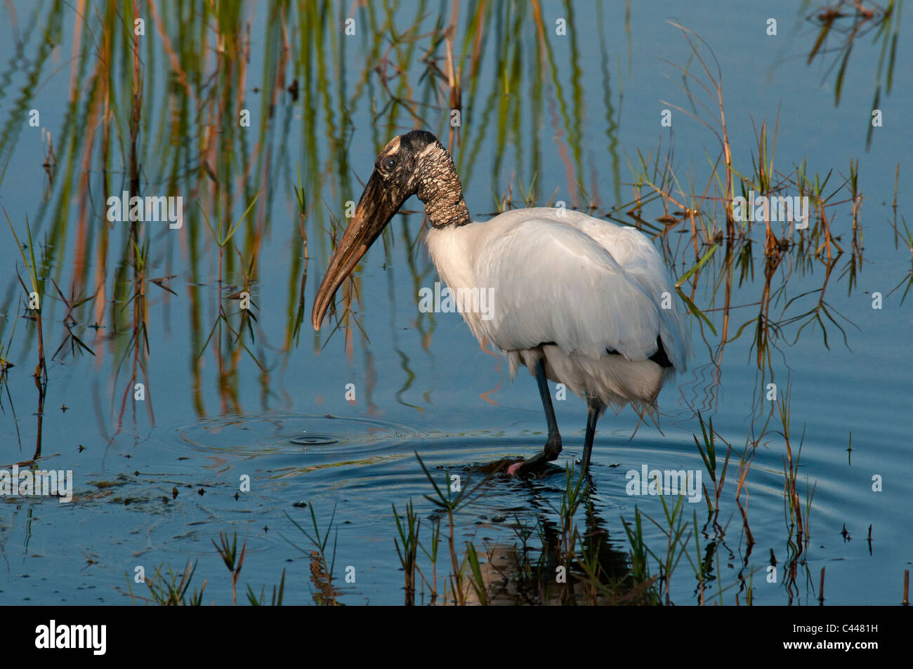 Il legno di cicogna, mycteria Americana, Stork, animali, uccelli, USA, America del Nord, America, ricerca, cibo Foto Stock