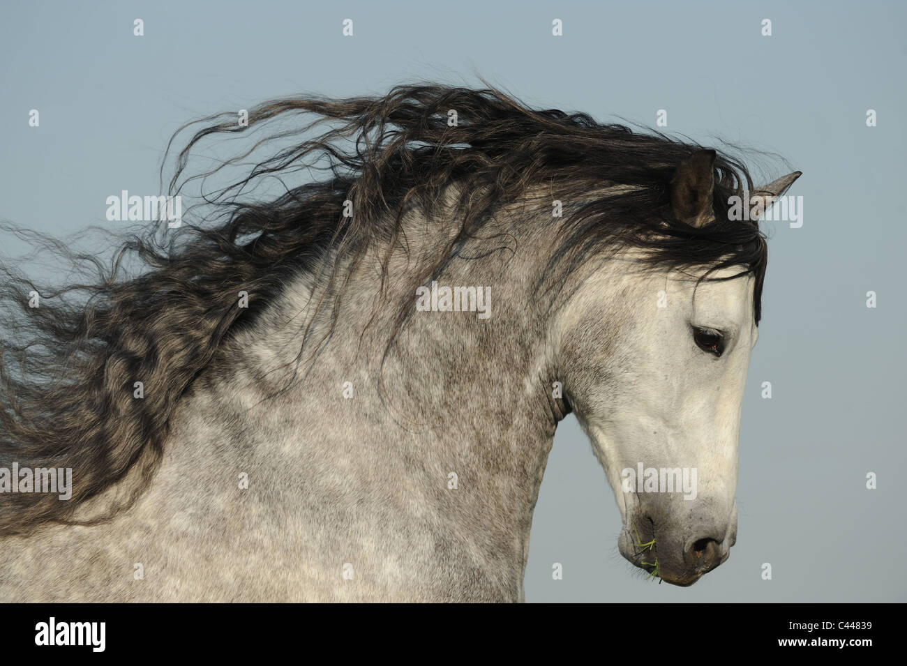 Cavallo andaluso (Equus caballus ferus). Ritratto di uno stallone. Foto Stock