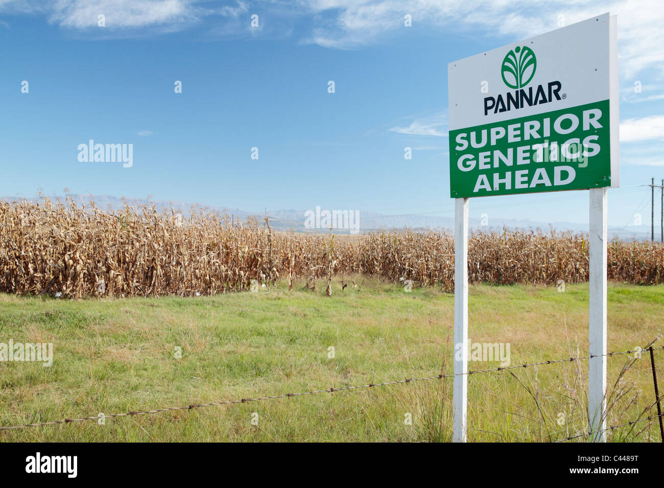 Versione di prova di granturco geneticamente modificato di mais, nr Winterton, Kwa-Zulu Natal, Sud Africa Foto Stock