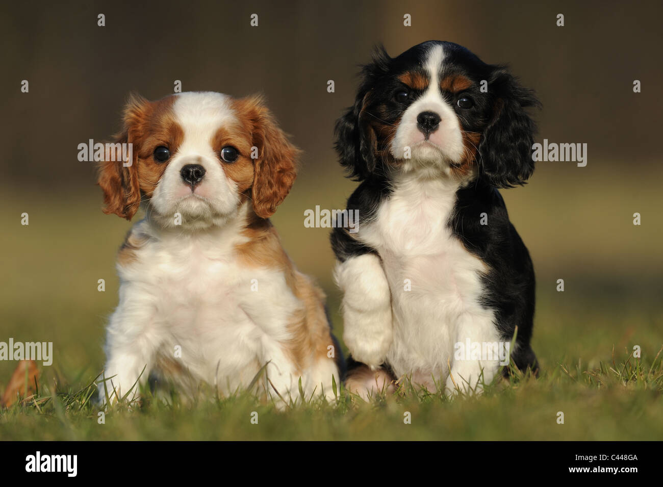 Cavalier King Charles Spaniel (Canis lupus familiaris), due cuccioli seduti in erba. Foto Stock