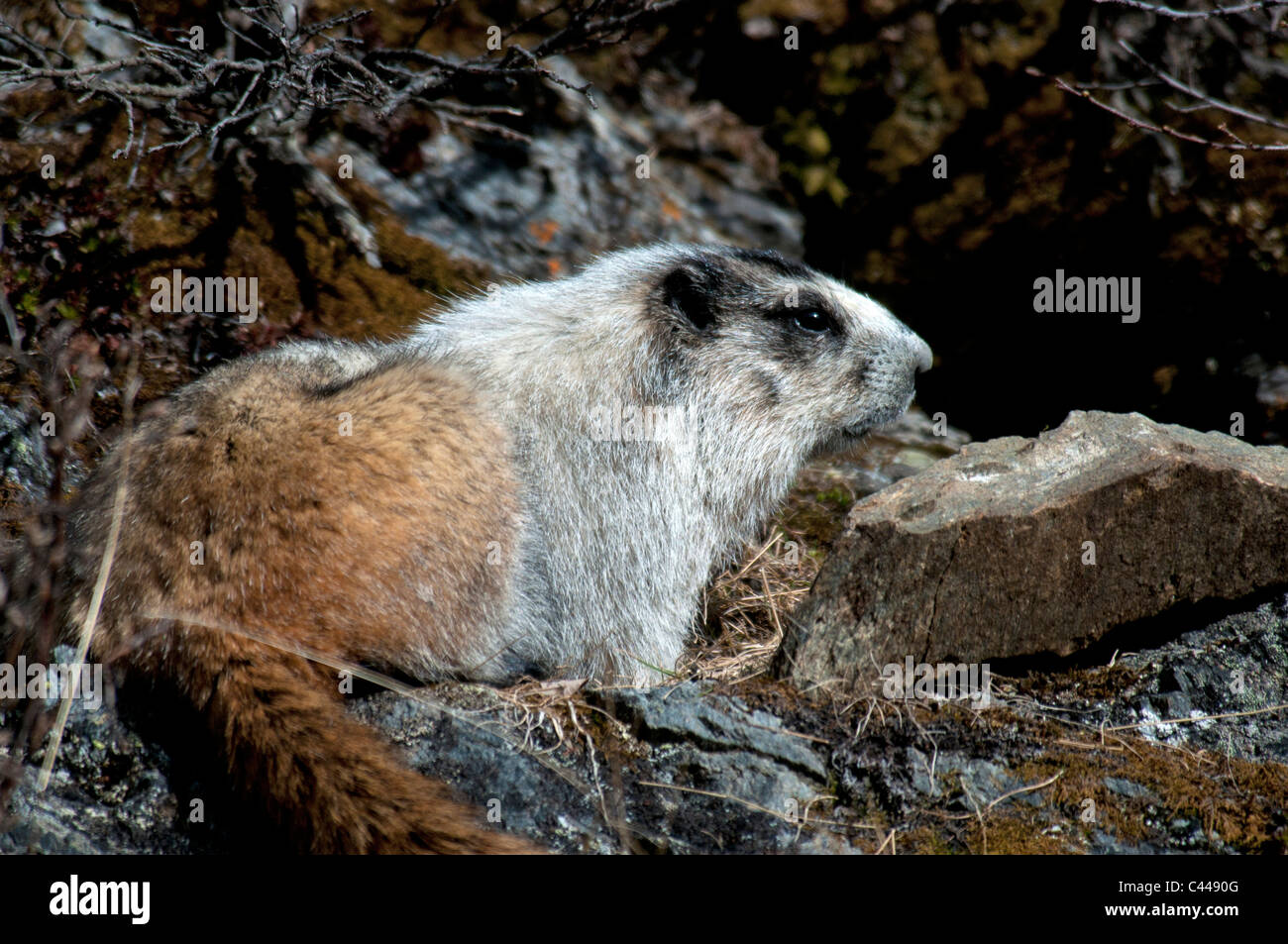 Annoso marmotta, il Parco Nazionale di Denali, Alaska, Nord America, animale, STATI UNITI D'AMERICA, marmotte Foto Stock