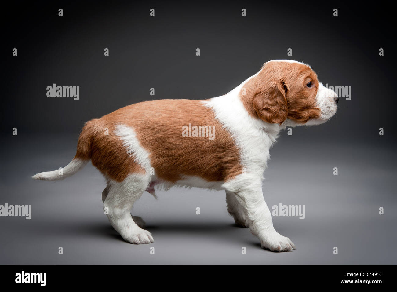 Welsh Springer Spaniel cuccioli. Foto Stock