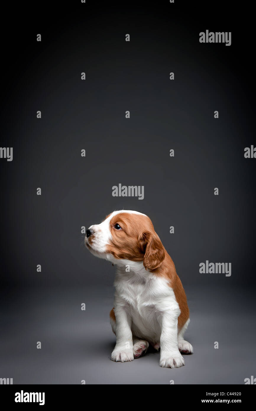 Welsh Springer Spaniel cuccioli. Foto Stock
