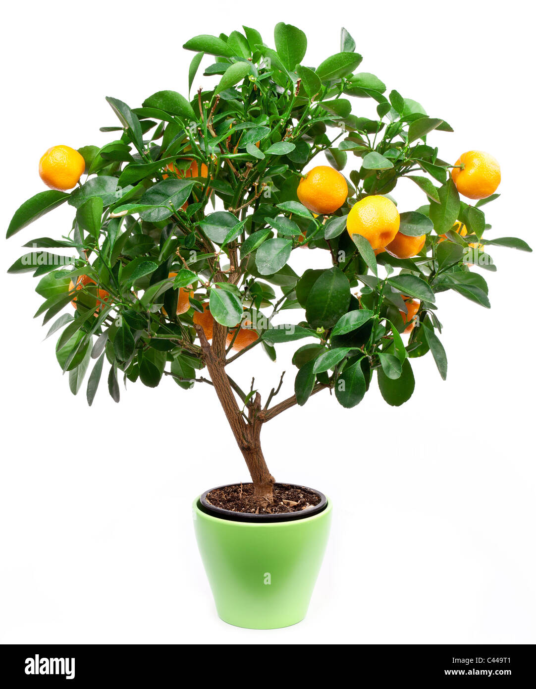 Piccolo tangerini albero su sfondo bianco. Foto Stock