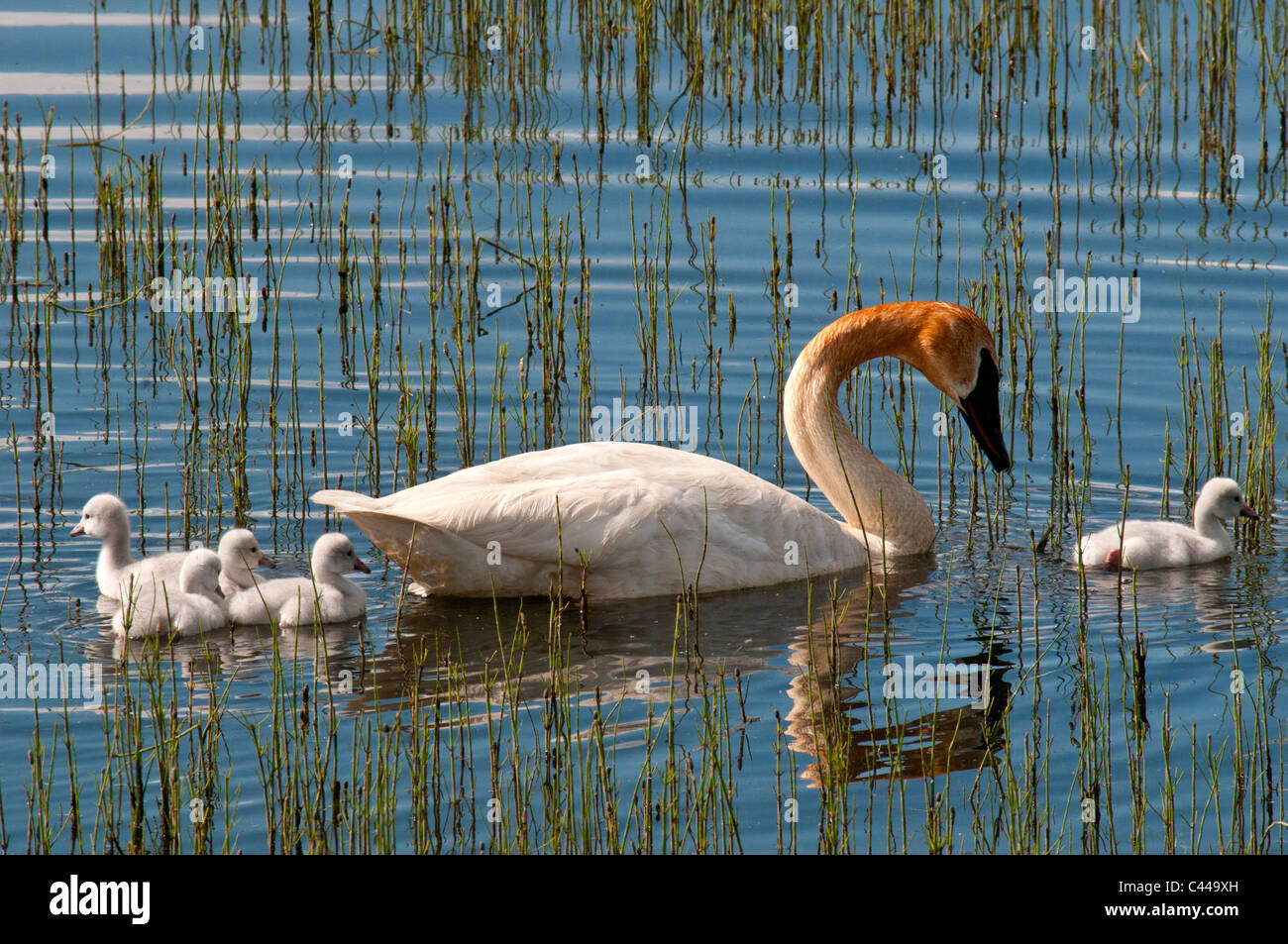 Trumpeter swan, cygnets, Cygnus buccinatore, Yukon, Canada, America del Nord, polli, giovani, America, uccelli, animali, nuoto Foto Stock