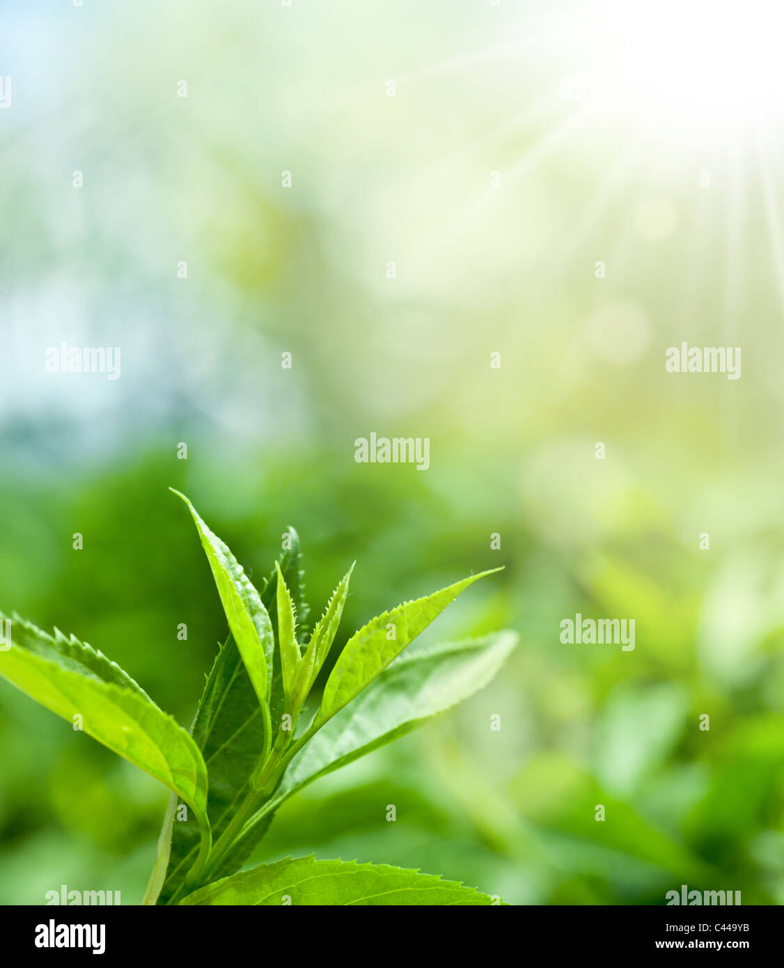 Le foglie di tè in una piantagione nei fasci di luce del sole. Foto Stock