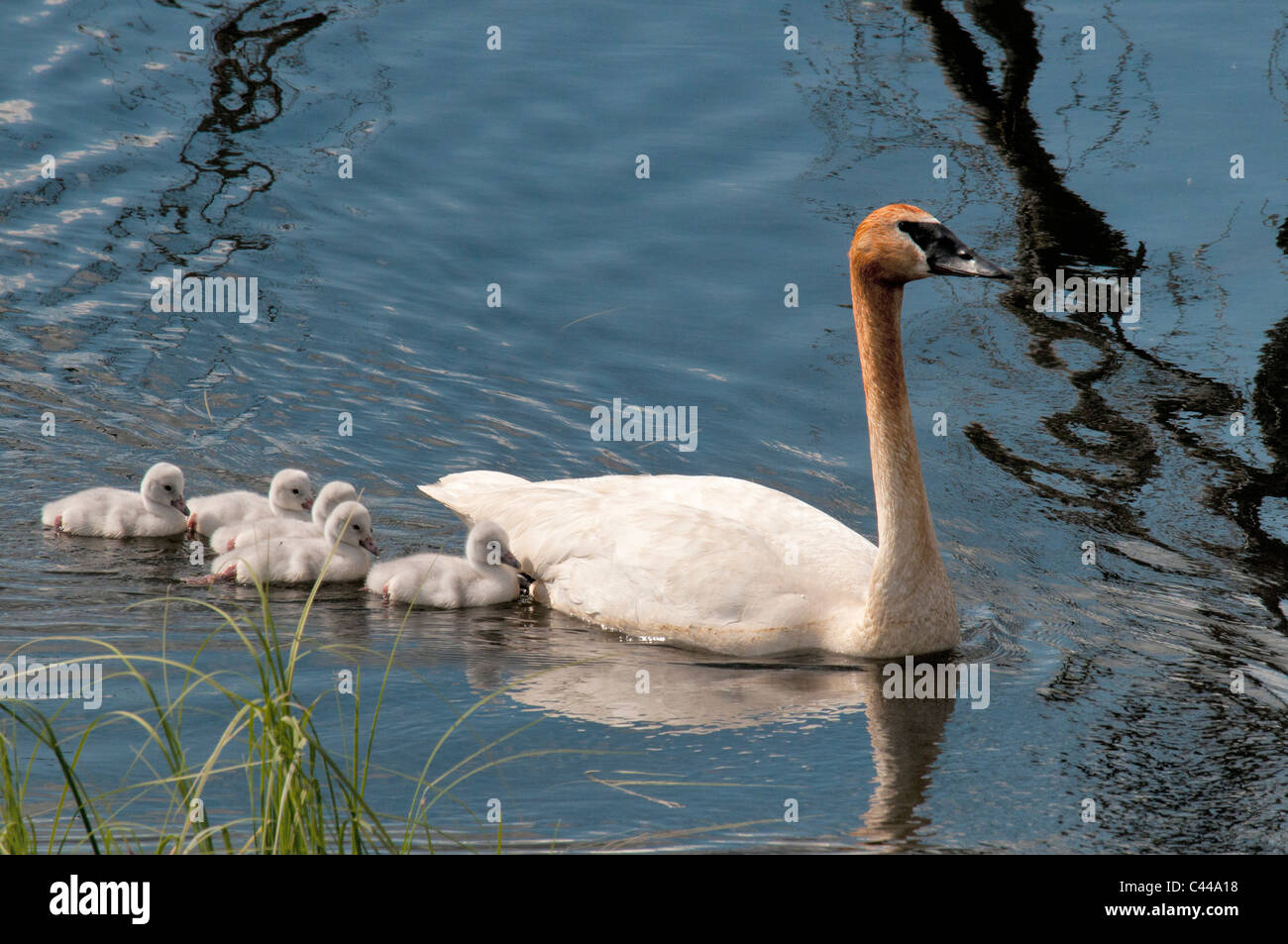 Trumpeter swan, cygnets, Cygnus buccinatore, Yukon, Canada, America del Nord, polli, giovani, America, uccelli, animali, nuoto Foto Stock