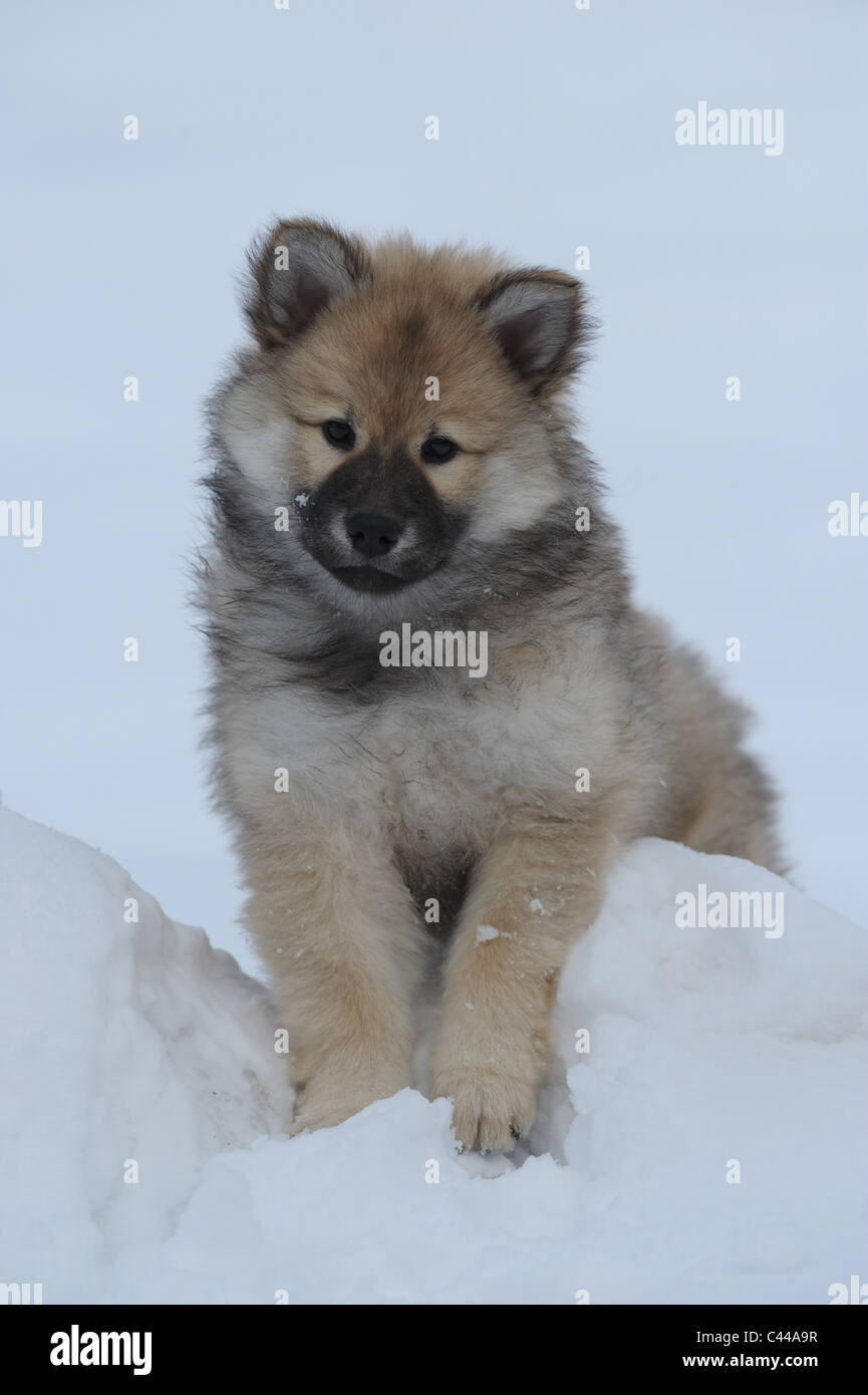 Eurasier, Eurasian (Canis lupus familiaris), cucciolo in piedi nella neve. Foto Stock