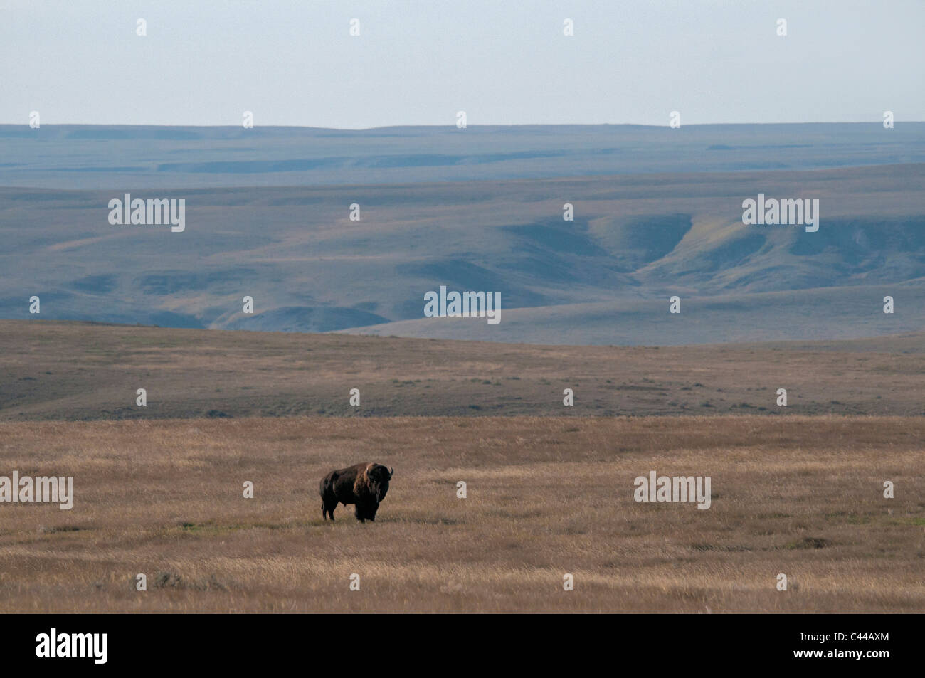 Le pianure bison, blocco west, praterie National Park, Sud del Saskatchewan, Canada, America del Nord, bison, animale Foto Stock Le pianure bison, blocco west, praterie National Park, Sud del Saskatchewan, Canada, America del Nord, bison, animale Foto Stock