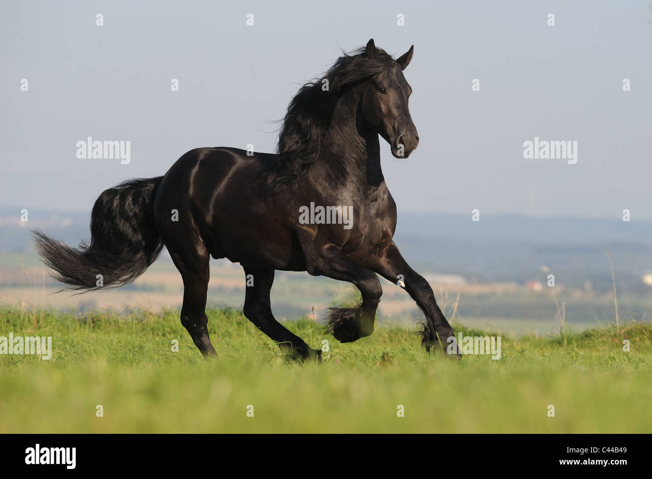 Il frisone Cavallo (Equus caballus ferus). Stallone in un galoppo su un prato. Foto Stock