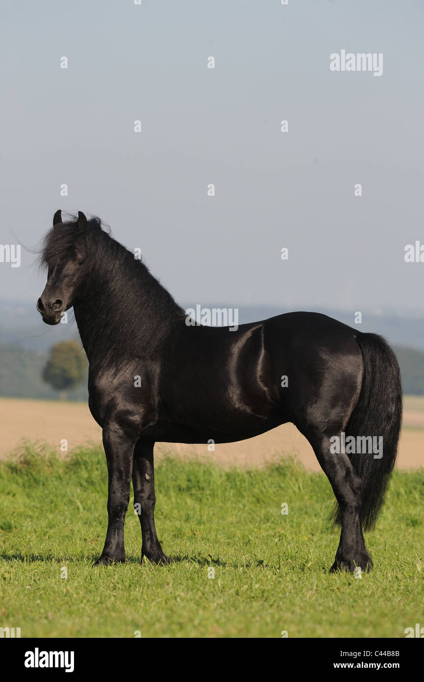 Il frisone Cavallo (Equus caballus ferus). Stallone in piedi su un prato. Foto Stock