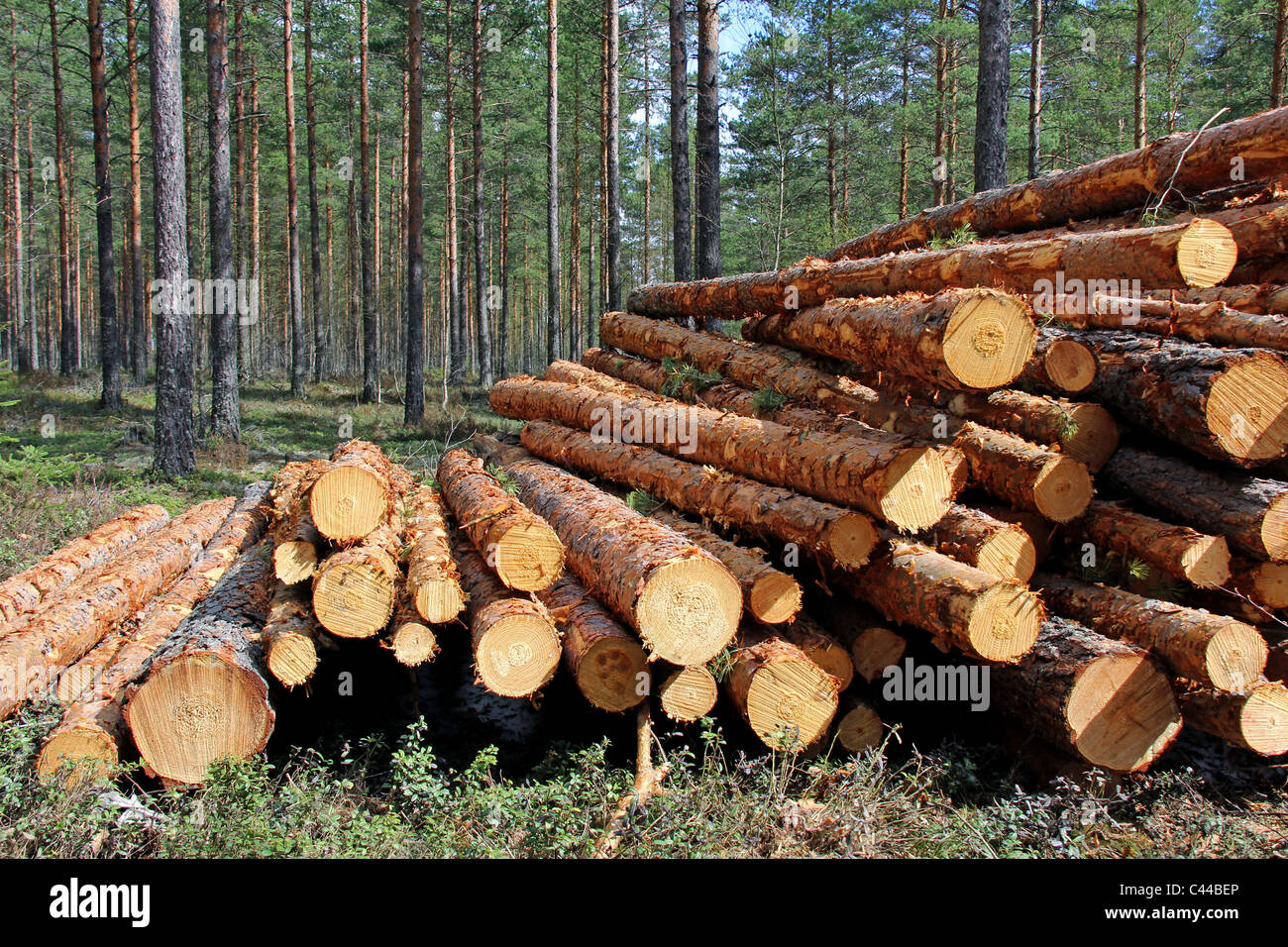 Tagliare e impilati in legno di pino in foresta Foto Stock