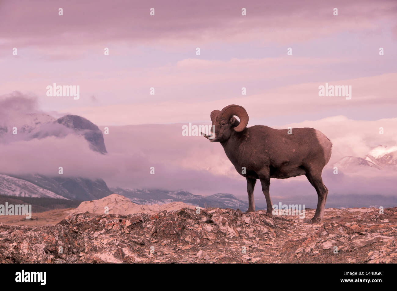 Bighorn, Jasper National Park, Alberta, Canada, America del Nord, pecore, animali uno, crepuscolo, Ritratto Foto Stock