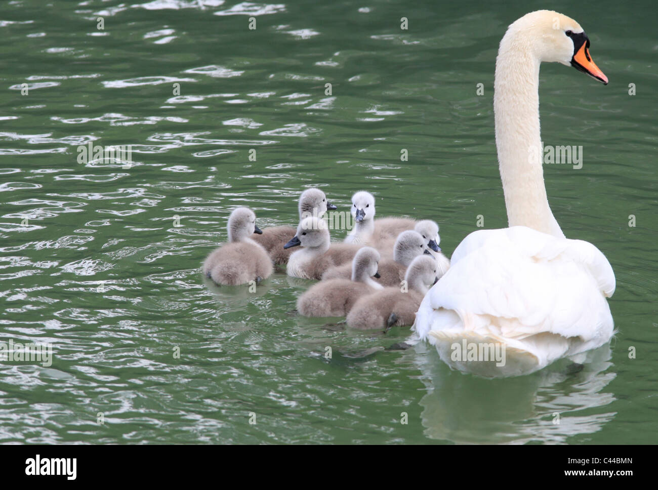Lago, swan, madre animale, giovani, bianco, grigio, famiglia Foto Stock