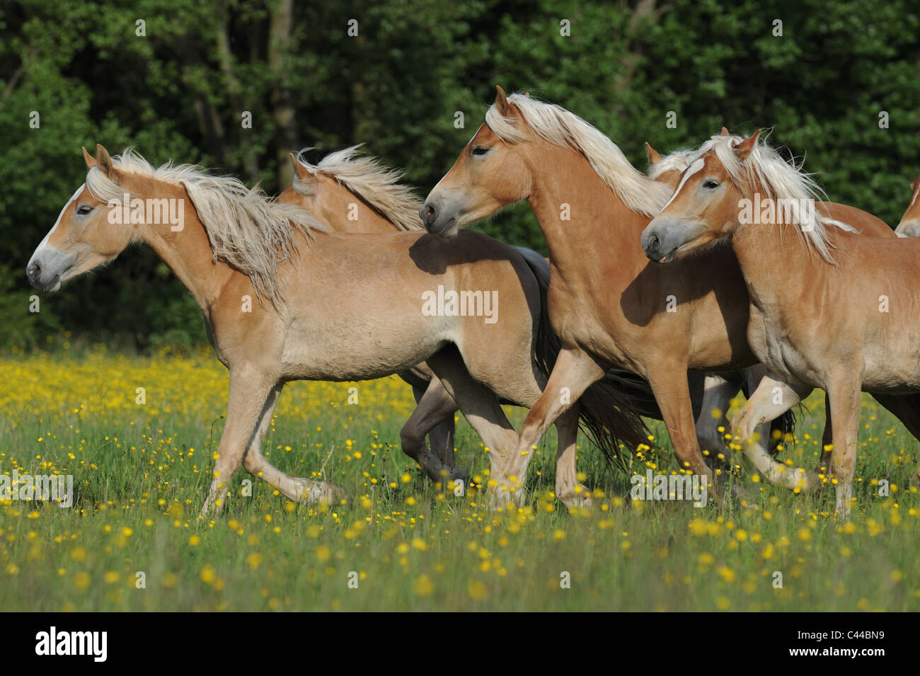 Cavalli di Razza Haflinger (Equus caballus ferus). Allevamento di giovani mares trotto su un prato. Foto Stock