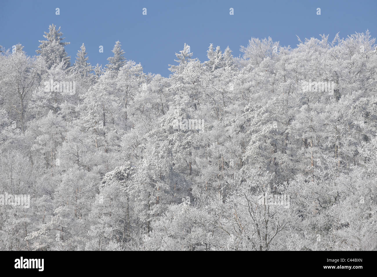 Inverno, alberi, legno, foresta, bianco, brina brina Foto Stock