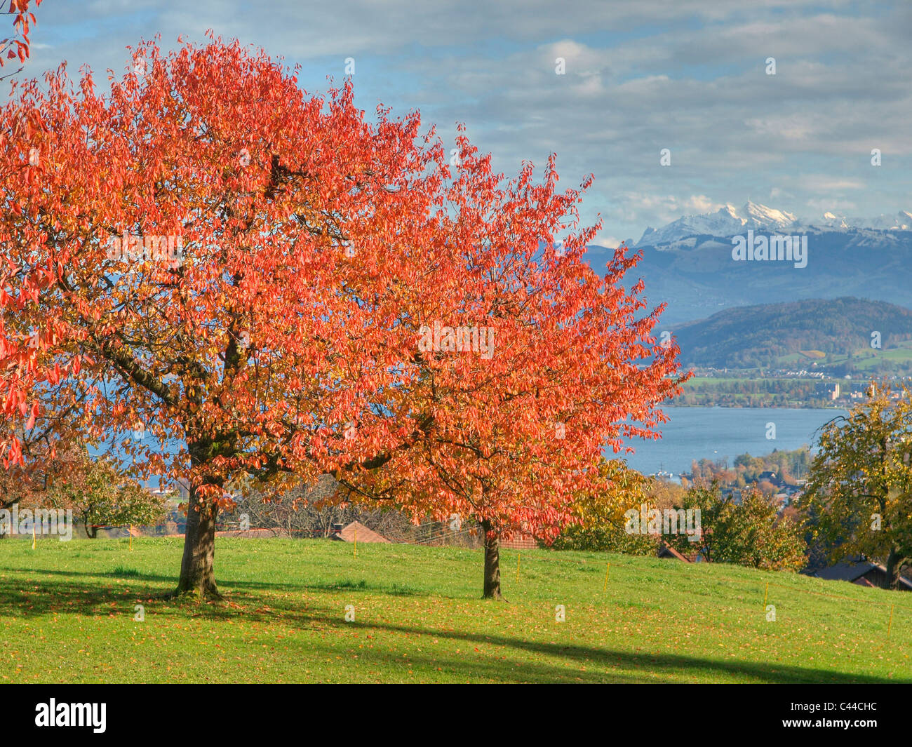 Alberi e foglie, autunno, Svizzera, prati, alberi d'autunno, colori