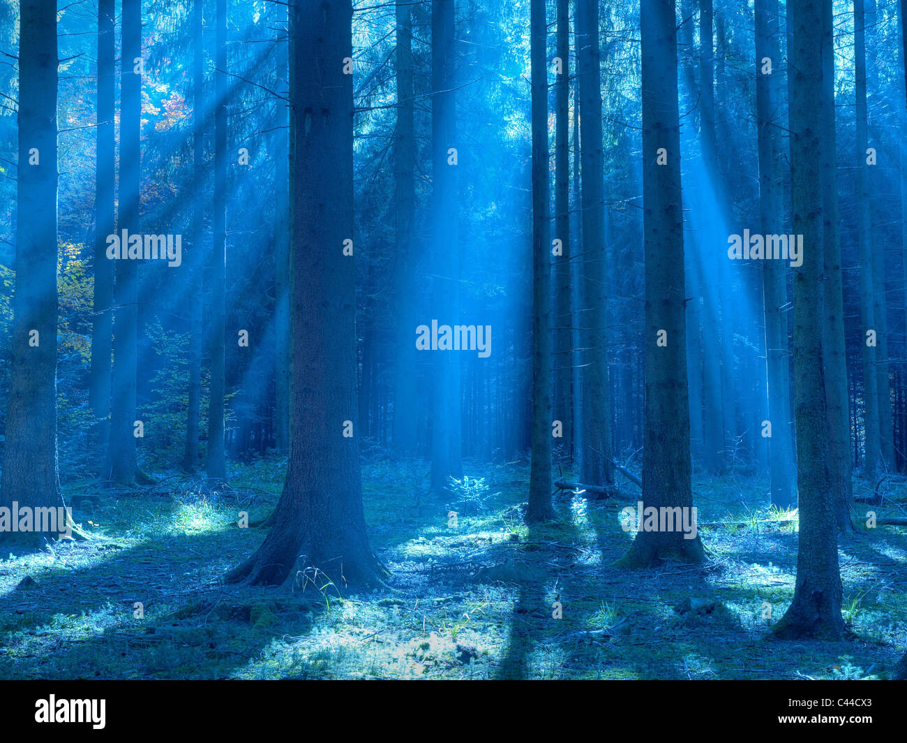 Blu, autunno, Sunray, legno di abete, Kusnacht, legno, foresta, Svizzera, tronchi, tribù, raggi, travi, Foto Stock