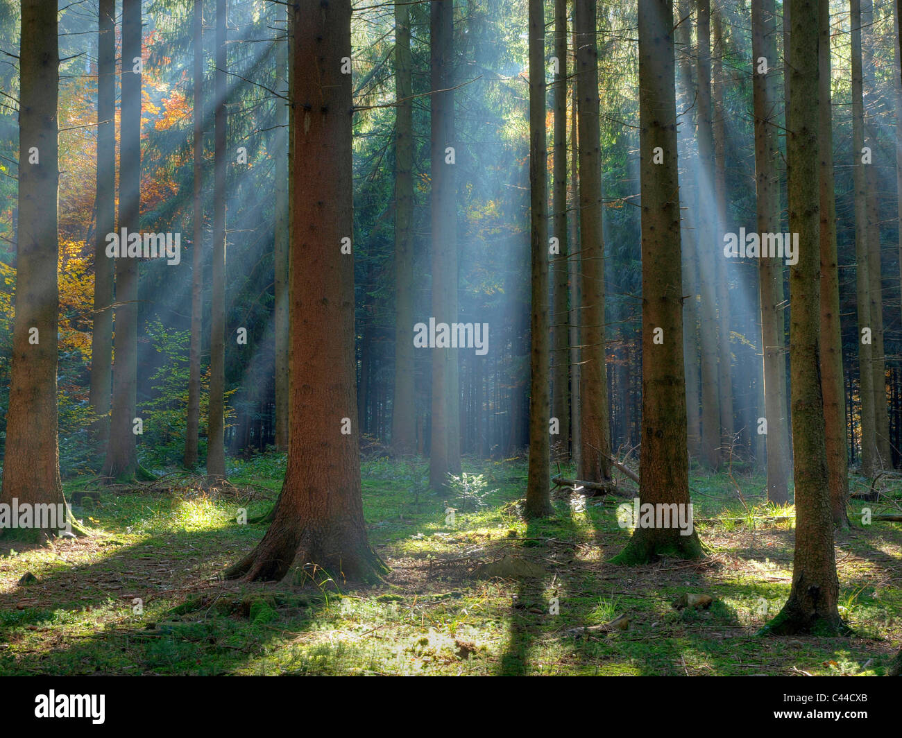 Autunno, Sunray, legno di abete, Kusnacht, legno, foresta, Svizzera, tronchi, tribù, raggi, travi, Foto Stock