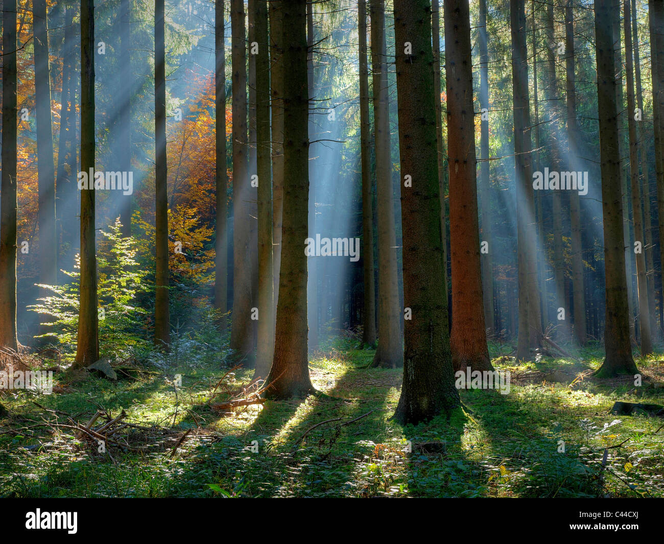 Autunno, Sunray, legno di abete, Kusnacht, legno, foresta, Svizzera, tronchi, tribù, raggi, travi, Foto Stock