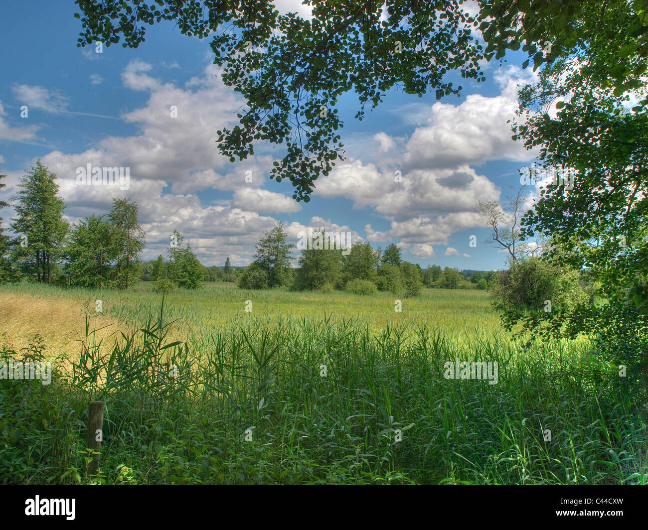 Alberi, afferrare il lago verde natura riserva, reed, protezione degli uccelli, nuvole, Svizzera Foto Stock