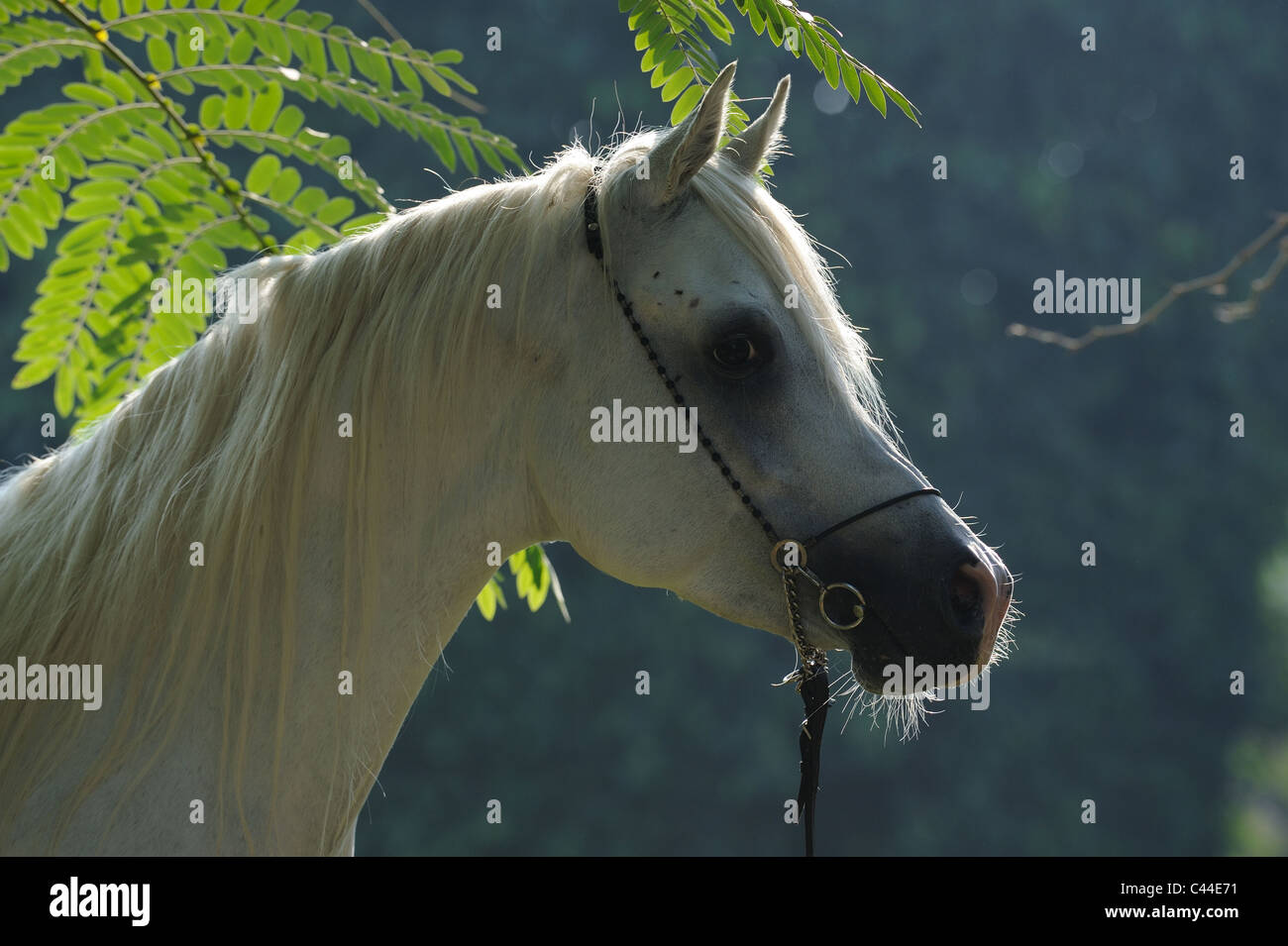 Razza Cavallo Arabo (Equus caballus ferus), ritratto di uno stallone grigio. Foto Stock