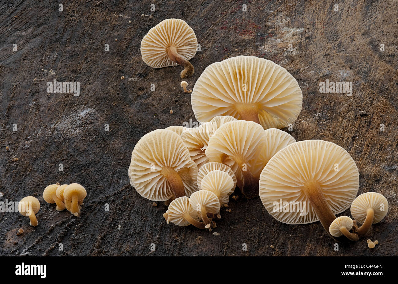 Toadstool piccoli funghi Flammulina velutipes piede di velluto gambo visto dal basso sul log Foto Stock