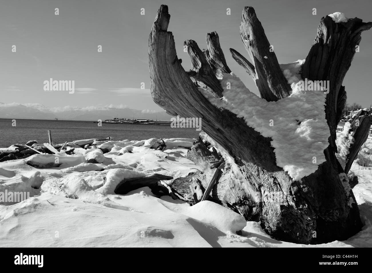 Il legno deriva sulla spiaggia coperta di neve su una soleggiata giornata invernale Foto Stock