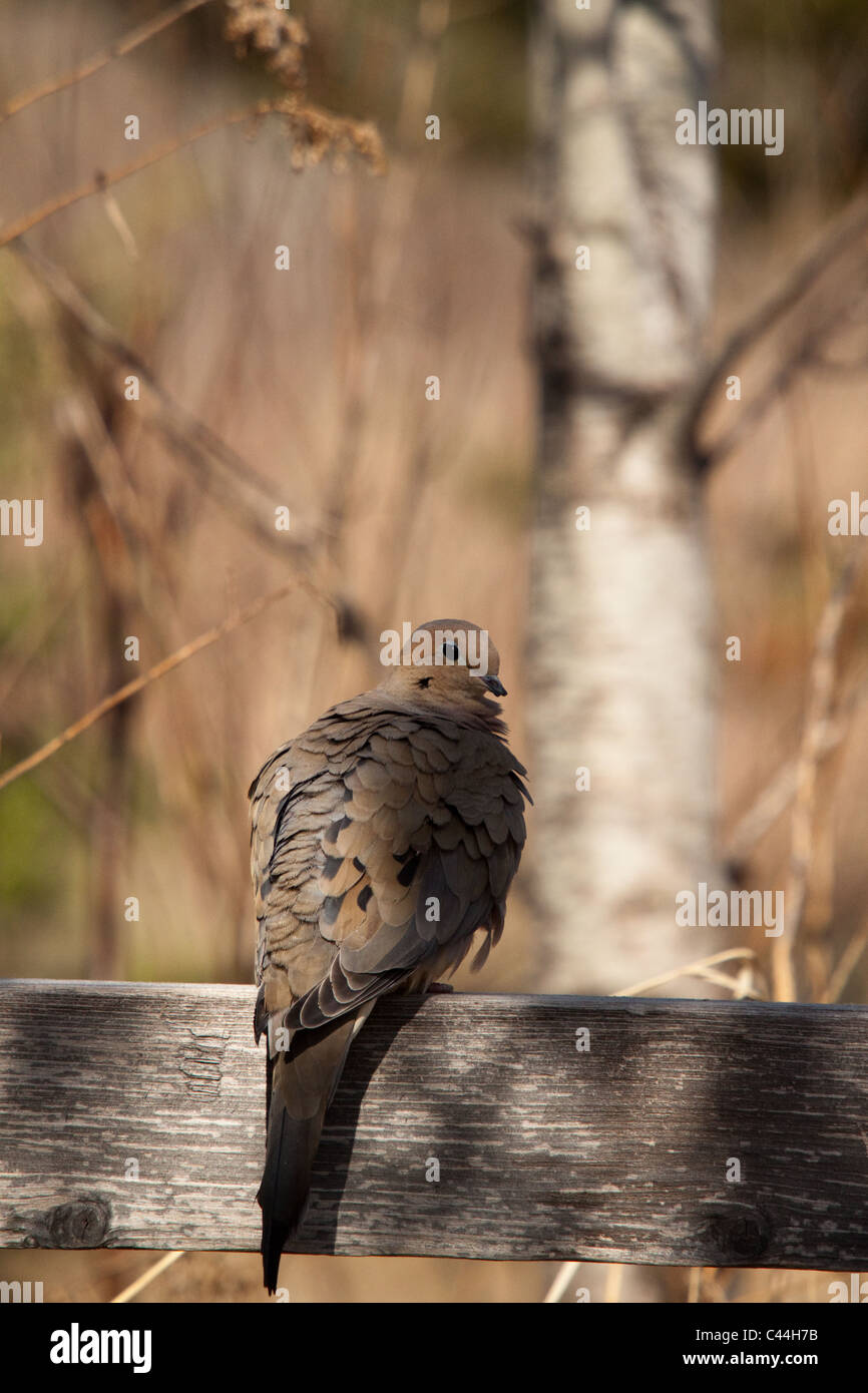 Colomba di dolore Foto Stock