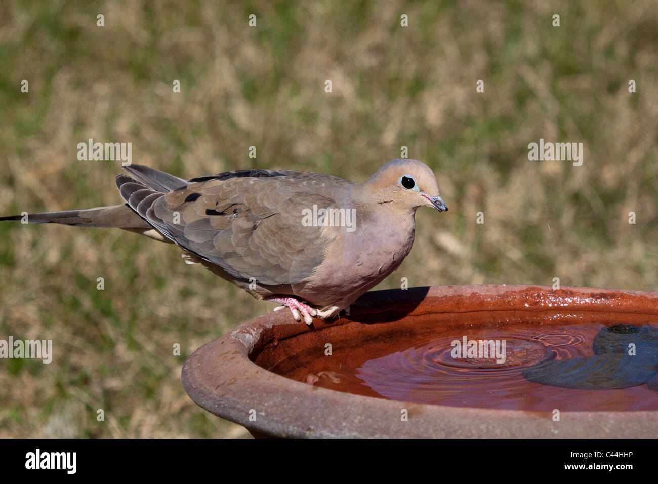 Colomba di dolore Foto Stock