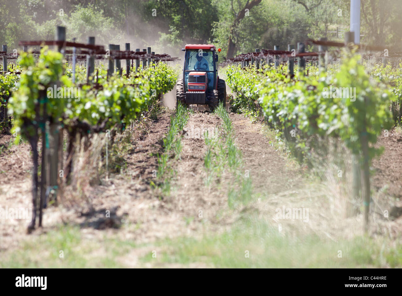 I vigneti sono mantenute da un trattore nel paese del vino nella California settentrionale vicino alla città di Healdsburg nel nord Sanoma County. Foto Stock