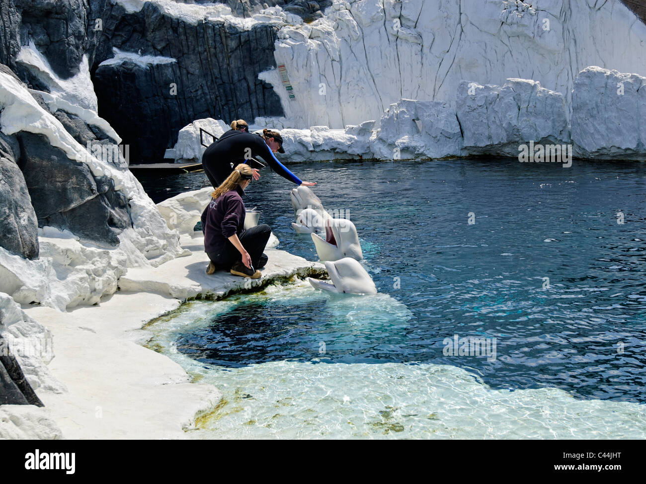 Il Beluga whale presentano al SeaWorld. Foto Stock